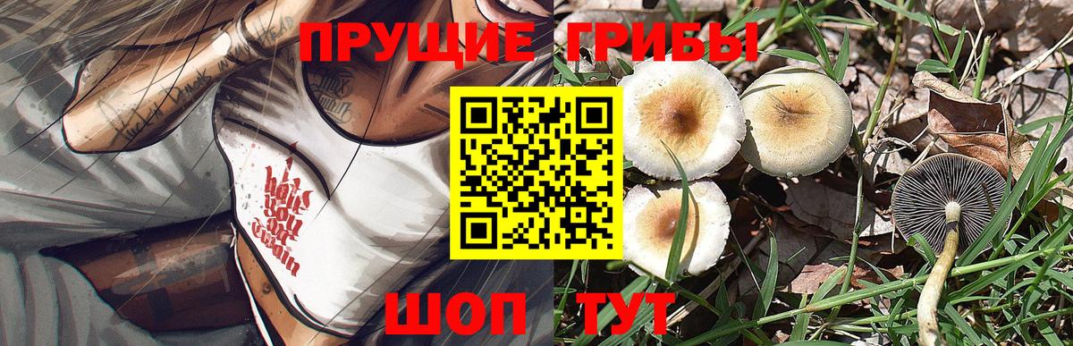 Касимов  Галлюциногенные грибы Cubensis  Псилоцибиновые грибы GOLDEN TEACHER  Вход с VPN 