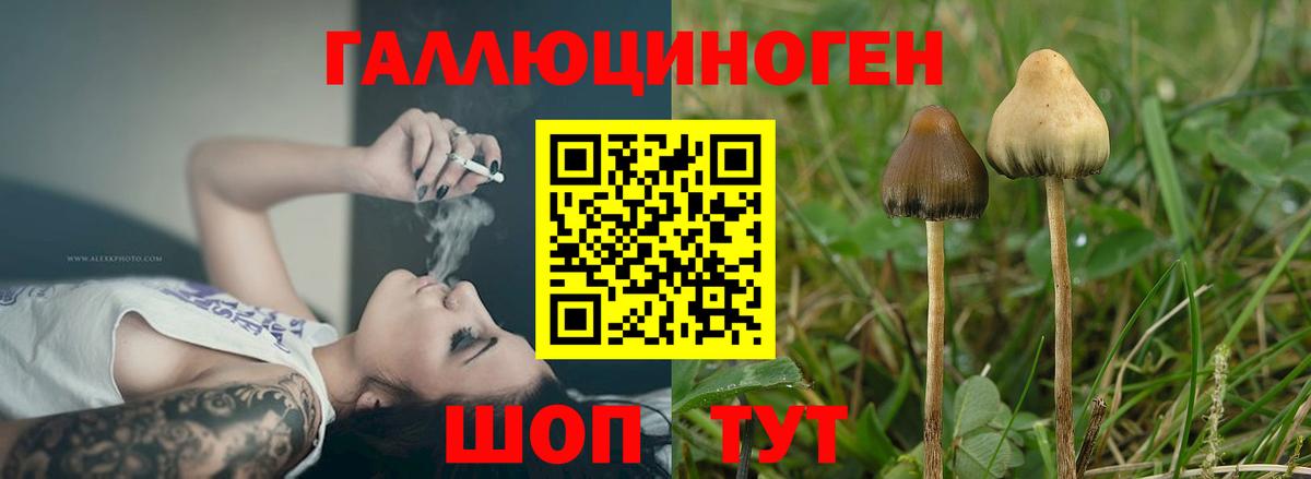 Псилоцибиновые грибы мицелий Касимов